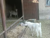 Ziege, Ziegen — Foto 2