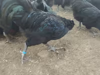 Australorp — fotografija 6