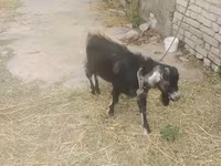 بز نر, بز — عکس 3