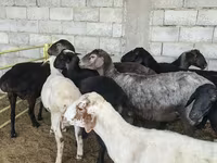 میش, گوسفند — عکس 2
