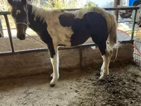 Hingst, Horse breed — foto 5