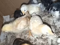 Chickens — عکس 2