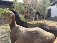Baran, Arashan sheep — zdjęcie 4