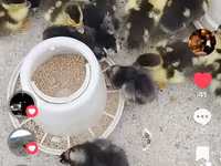 Domestic Muscovy — foto 2