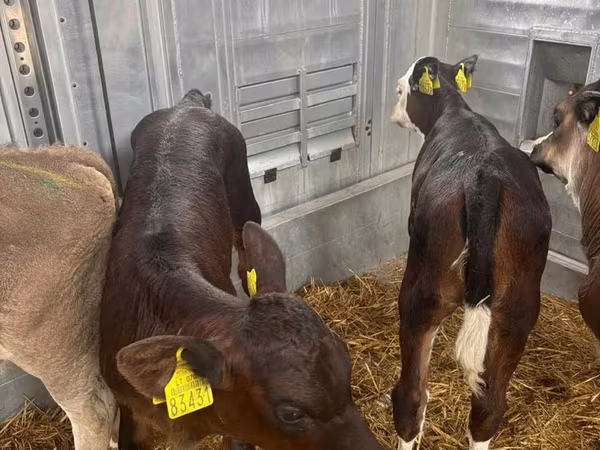 ላም, Aberdeen-Angus