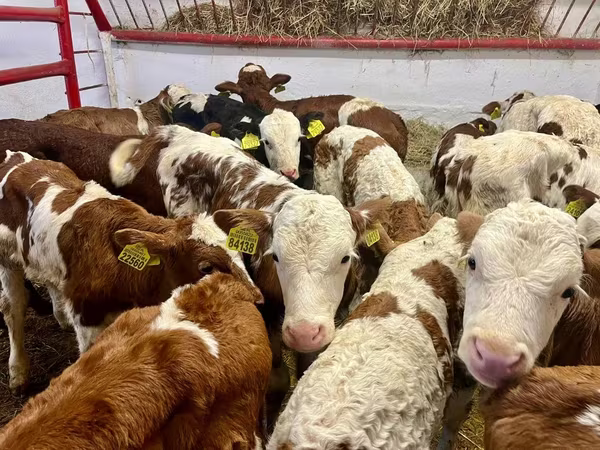 گاو و گوساله (گروه، جنسیت مشخص نشده), Simmental cattle