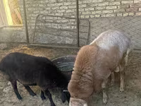 Vædder, Arashan sheep — foto 7