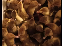 Ducks — عکس 2