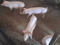 Scrofa, Maiali — foto 4