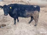 母牛, Aberdeen-Angus — 照片 2