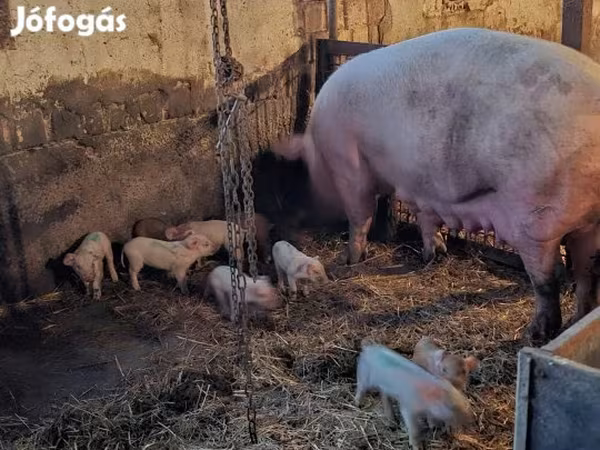 Babi betina, Pigs