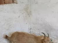 عنزة, Saanen goat — الصورة 4