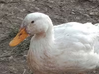 Ducks — 3-сурет