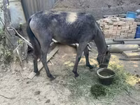 Hingst, Heste — foto 1
