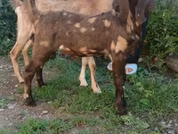 Bode, Nubian Goat — foto 5