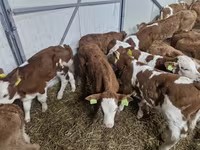 ثور, Simmental cattle — الصورة 2