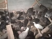 Turkeys — عکس 1