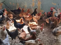Chickens — عکس 2