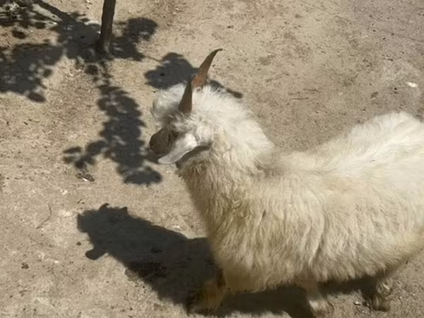Kambing betina, Angora goats