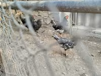 Chickens — 照片 2