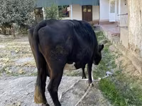 Lembu betina, Cattle — foto 2