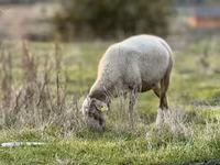 Pecora, Katum sheep — foto 1