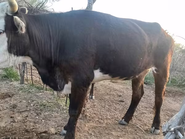 Bò cái, Bò Kazakh trắng đầu