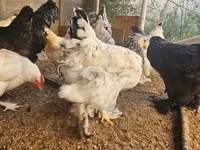 براهما — عکس 3