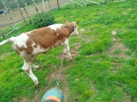 Krava, Simmental cattle — foto 4