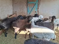 قوچ, گوسفند — عکس 1