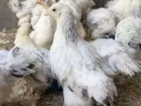 Brahma — foto 1