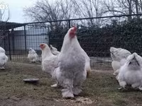 Brahma — foto 1