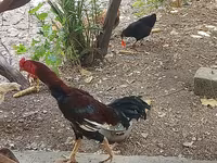 Chickens — zdjęcie 7