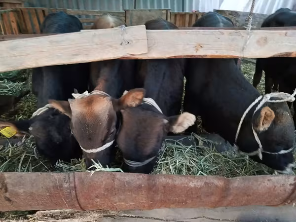 Býk, Swiss cattle