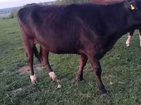 Krava, Simmental cattle — foto 5