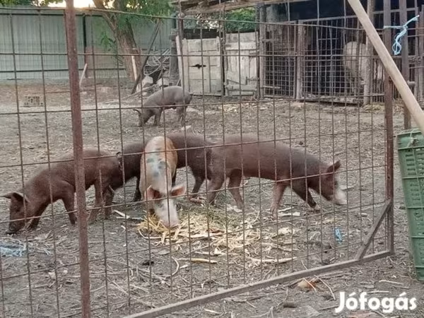 Babi hutan, Pigs