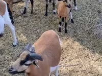 ভেড়ার পাঁঠা, Cameroon sheep — ছবি 7