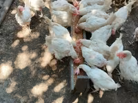 Chickens — zdjęcie 2
