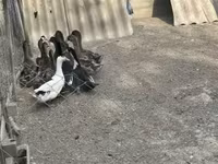 Ducks — լուսանկար 4