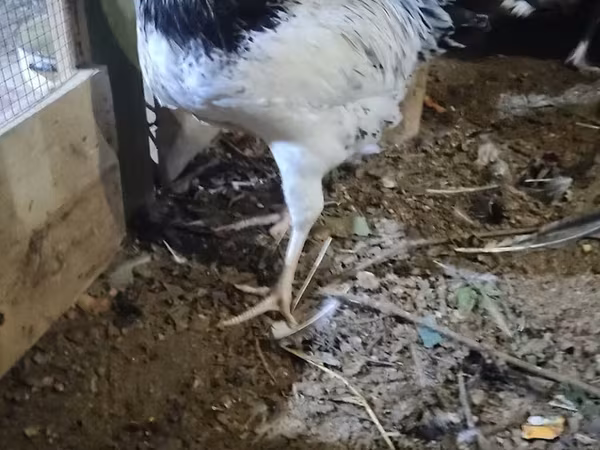 Chickens
