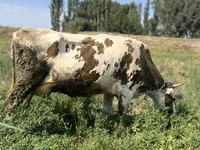 গাভী, গোলস্টাইন জাত — ছবি 3