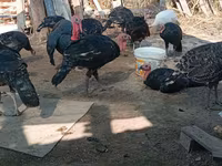 Turkeys — عکس 5
