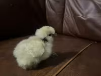 Silkie — 3. fotó