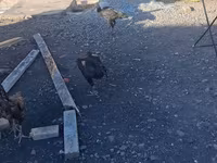 Chickens — 照片 1