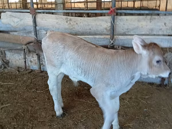 Bull, Swiss cattle — Kyrgyzstan