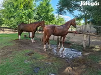 Kısrak, Hungarian horse breed — foto 5