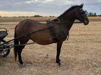 Klisna, Hungarian horse breed — foto 2