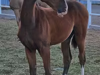 Kůň, Akhal-Teke — foto 1