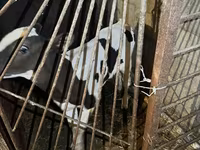 Vacă, Russian Black pied cattle — foto 6