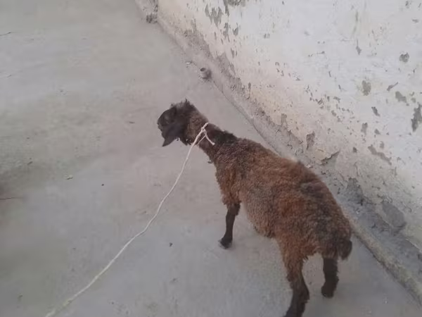 بز (گروه، جنسیت مشخص نشده), بز